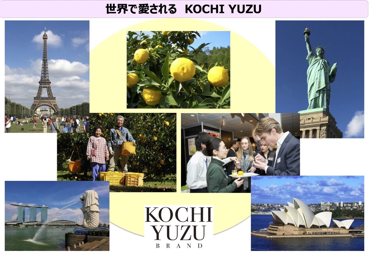 高知のユズが世界の「KOCHI YUZU」になるまで